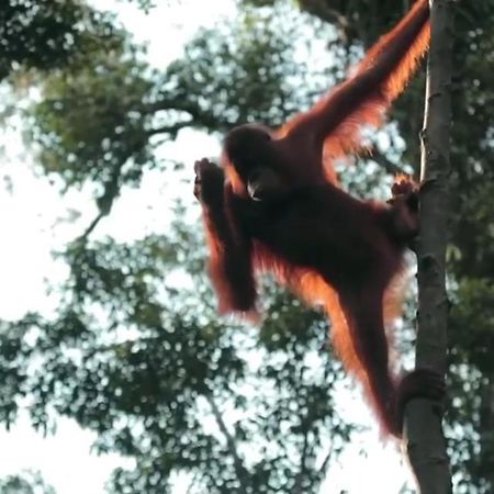 Orangutan Shaka Houseboat With Cabin Pangkalan Bun Ngoại thất bức ảnh