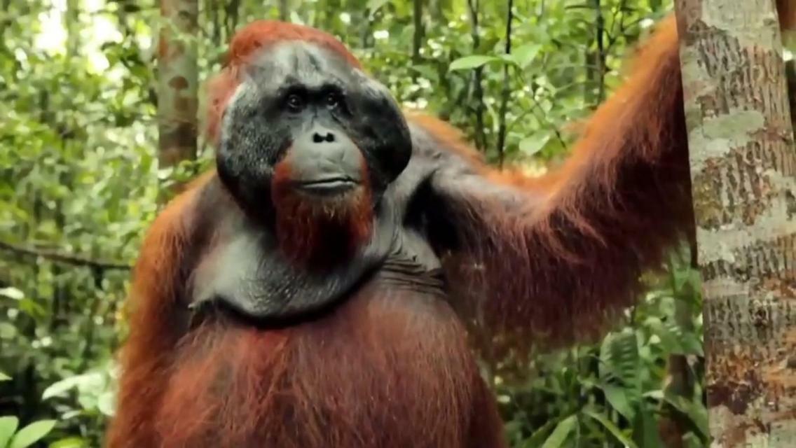 Orangutan Shaka Houseboat With Cabin Pangkalan Bun Ngoại thất bức ảnh