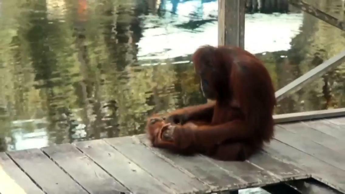 Orangutan Shaka Houseboat With Cabin Pangkalan Bun Ngoại thất bức ảnh