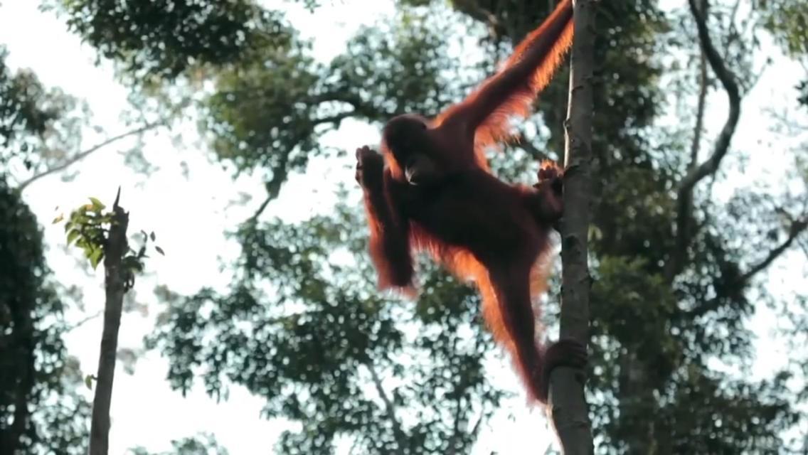 Orangutan Shaka Houseboat With Cabin Pangkalan Bun Ngoại thất bức ảnh