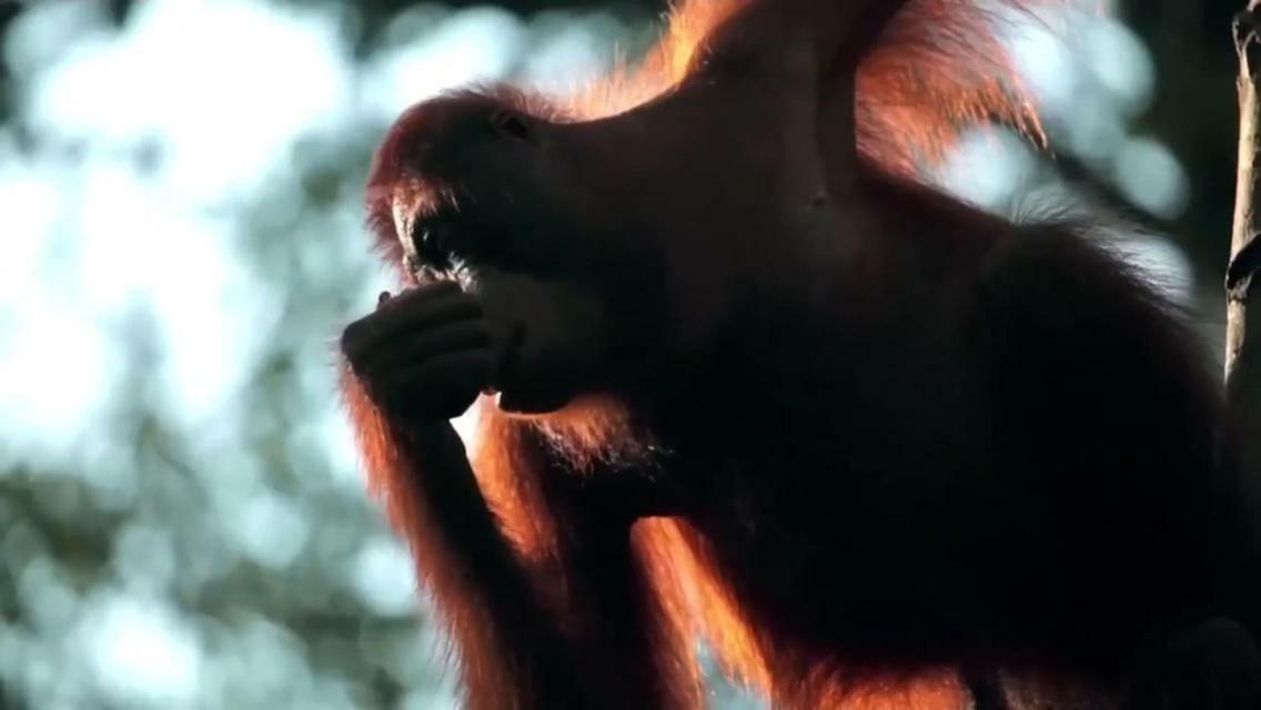 Orangutan Shaka Houseboat With Cabin Pangkalan Bun Ngoại thất bức ảnh