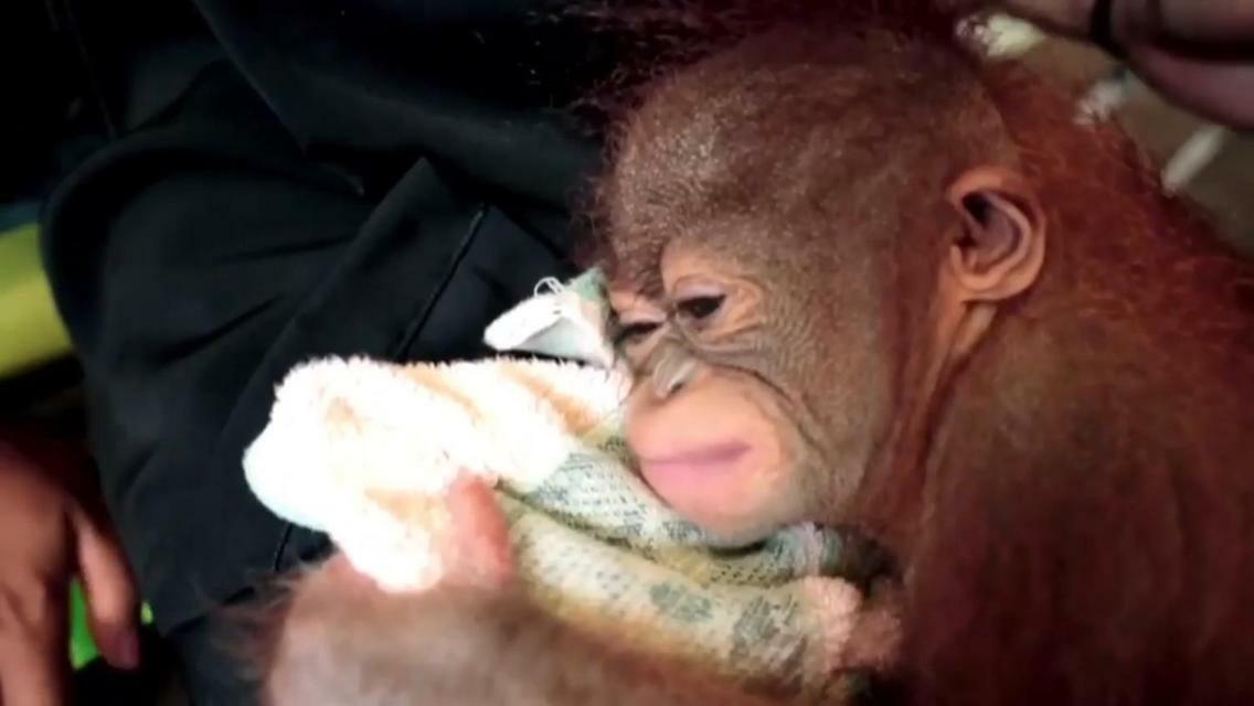 Orangutan Shaka Houseboat With Cabin Pangkalan Bun Ngoại thất bức ảnh