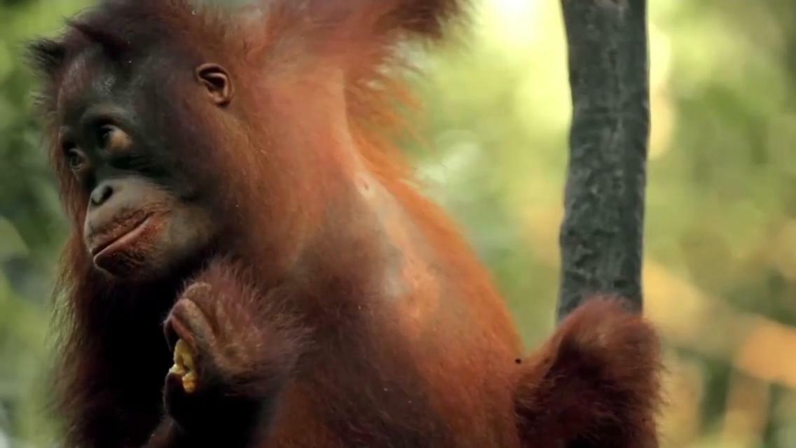 Orangutan Shaka Houseboat With Cabin Pangkalan Bun Ngoại thất bức ảnh