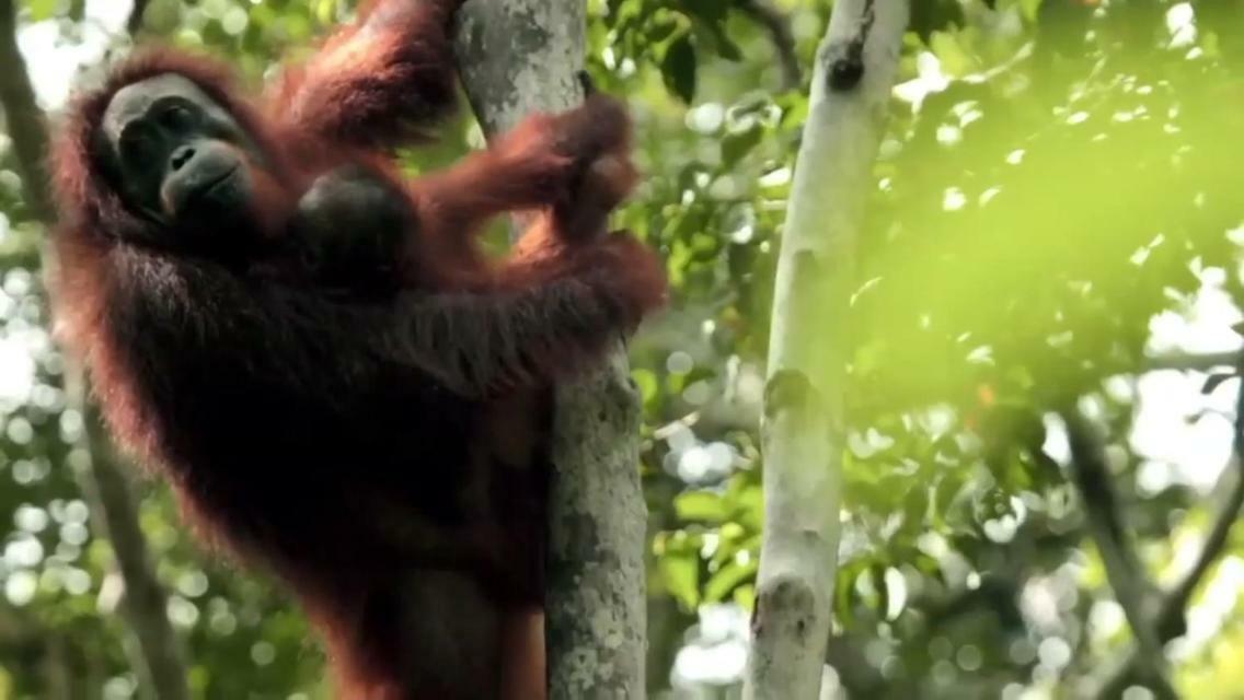 Orangutan Shaka Houseboat With Cabin Pangkalan Bun Ngoại thất bức ảnh