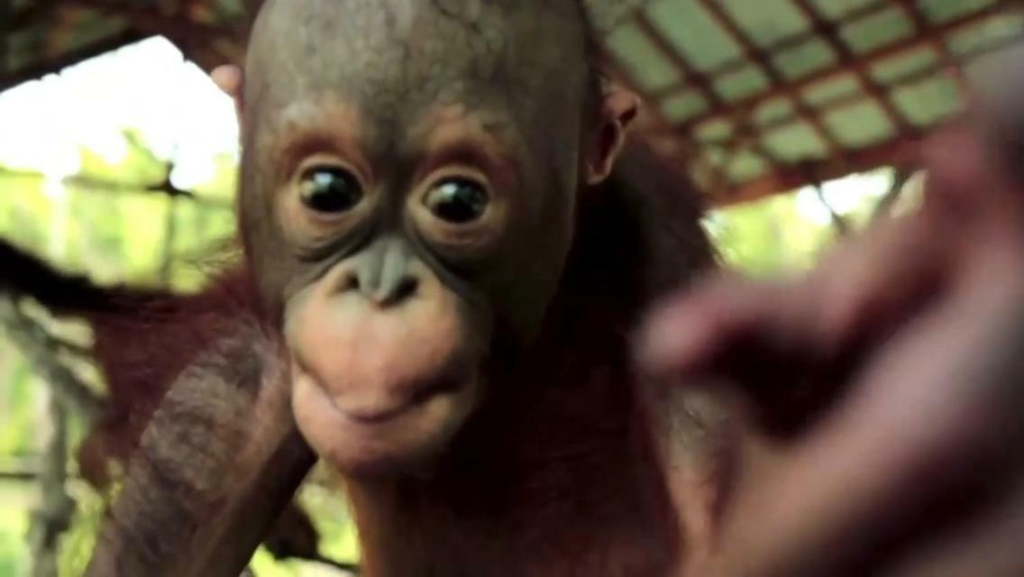 Orangutan Shaka Houseboat With Cabin Pangkalan Bun Ngoại thất bức ảnh