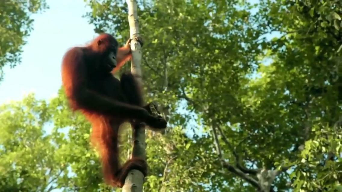 Orangutan Shaka Houseboat With Cabin Pangkalan Bun Ngoại thất bức ảnh