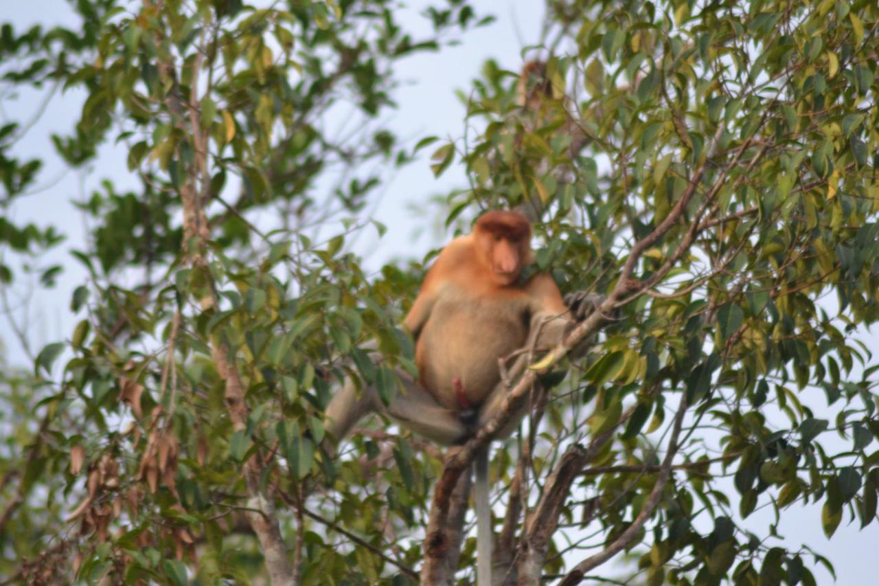 Orangutan Shaka Houseboat With Cabin Pangkalan Bun Ngoại thất bức ảnh