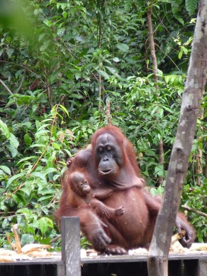 Orangutan Shaka Houseboat With Cabin Pangkalan Bun Ngoại thất bức ảnh