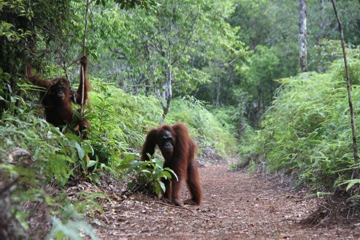 Orangutan Shaka Houseboat With Cabin Pangkalan Bun Ngoại thất bức ảnh