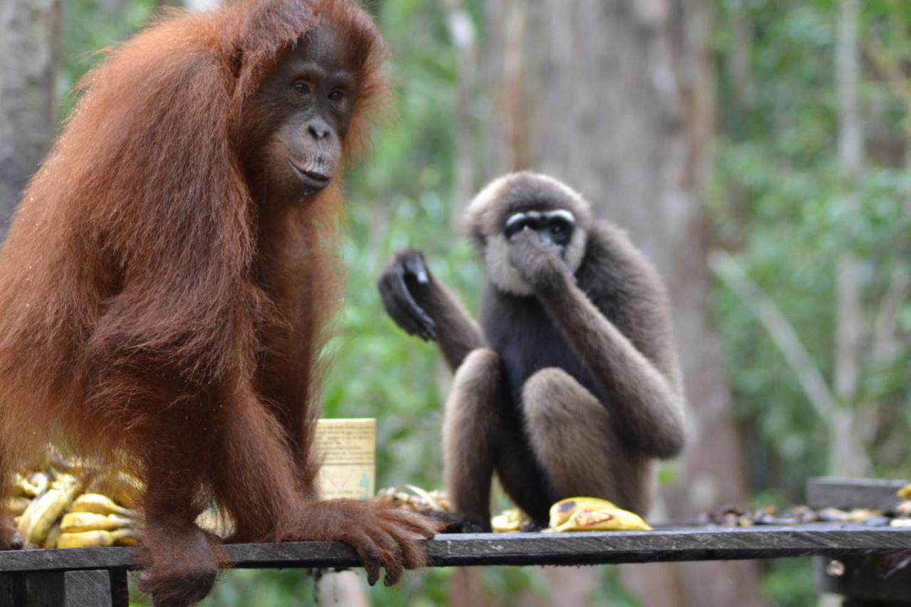 Orangutan Shaka Houseboat With Cabin Pangkalan Bun Ngoại thất bức ảnh