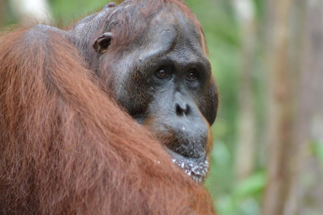 Orangutan Shaka Houseboat With Cabin Pangkalan Bun Ngoại thất bức ảnh