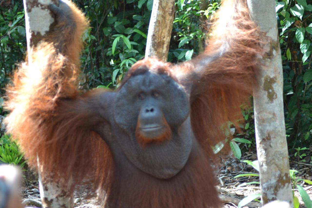 Orangutan Shaka Houseboat With Cabin Pangkalan Bun Ngoại thất bức ảnh