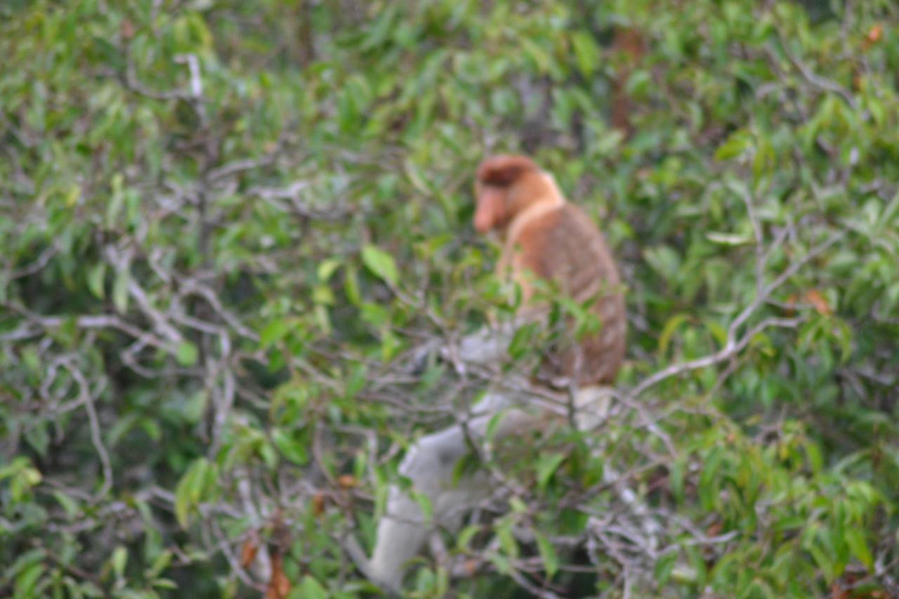 Orangutan Shaka Houseboat With Cabin Pangkalan Bun Ngoại thất bức ảnh