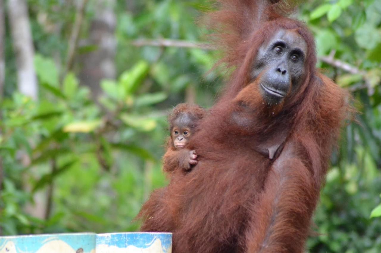 Orangutan Shaka Houseboat With Cabin Pangkalan Bun Ngoại thất bức ảnh