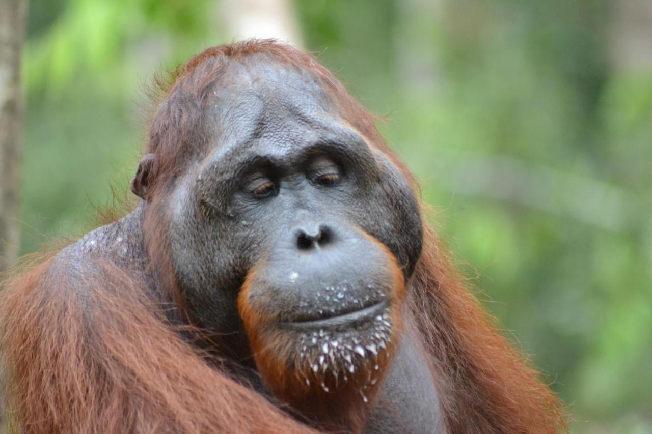 Orangutan Shaka Houseboat With Cabin Pangkalan Bun Ngoại thất bức ảnh