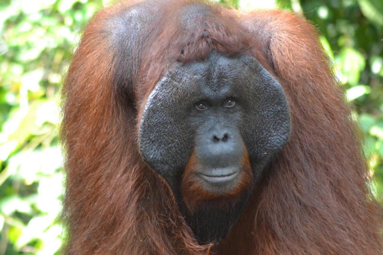 Orangutan Shaka Houseboat With Cabin Pangkalan Bun Ngoại thất bức ảnh